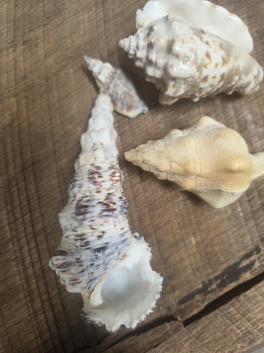 35 Assorted Natural Seashell Personal Collection - Bin R - Picture 7 of 16